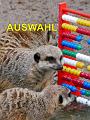 A Auswahl